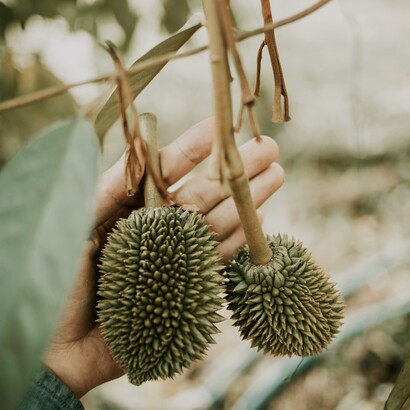 Originaire de Malaisie, le durian ou dourian, est cultivé de nos jours partout en Asie du Sud-Est