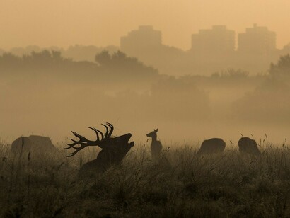 Richmond Park, Londres. Ciervos al atardecer