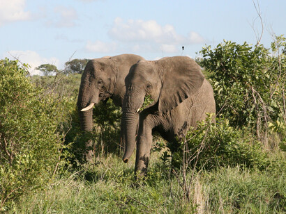 Due esemplari di Loxodonta africana