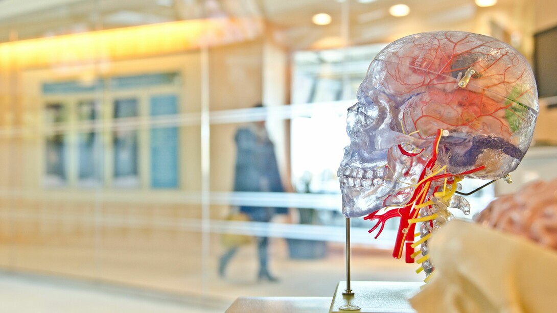 Los misterios del cerebro humano