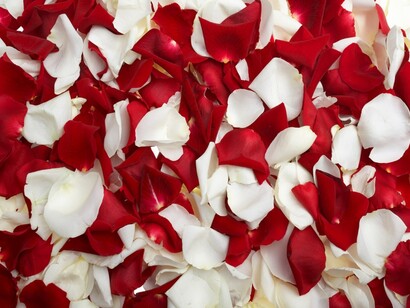 Pétalos de rosa