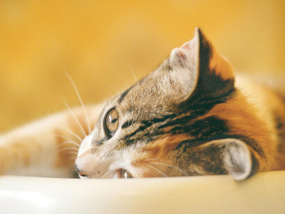 Gato contemplando. Los gatos tuvieron lugares destacados en diversas obras literarias