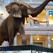 African Bush Elephant. Courtesy of Smithsonian's National Museum of Natural History