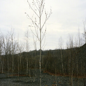 After the Fall. Courtesy of Carrie Able Gallery