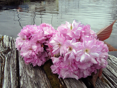 Alive Flora, Light, and Water in the Seattle Landscape. Courtesy of Frye