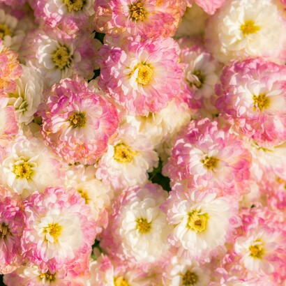 L’erotismo fiorisce in ogni gesto che tocca il cuore, preparando il corpo a una preghiera silenziosa e potente