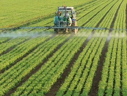 Campo de cultivo de maíz