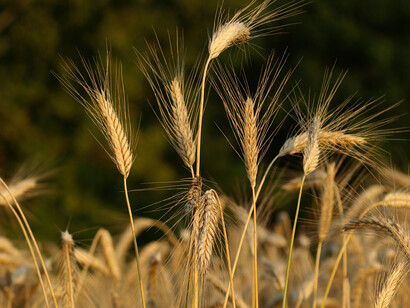 Un campo coltivato a farro