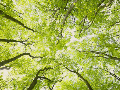 Abbiamo messo radici, come gli alberi