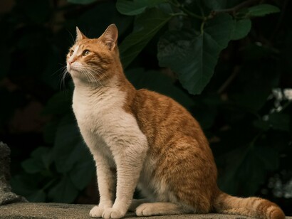 Um gato tigrado alaranjado está sentado entre folhas verdes, com o corpo em alerta e os olhos voltados para algo fora do enquadramento. É uma pequena cena cotidiana, mas justamente esse tipo de momento — um gato simplesmente sendo gato — ajudou a transformar os felinos em protagonistas da cultura da internet