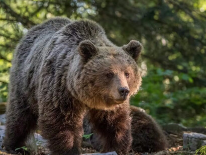 Orso avvistato in Trentino Alto Adige, Italia