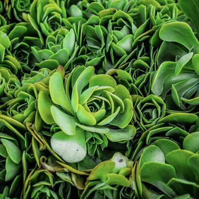 Le processus de résilience se traduit par une adaptation positive