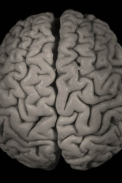 El cerebro humano en biología es el órgano principal del sistema nervioso central