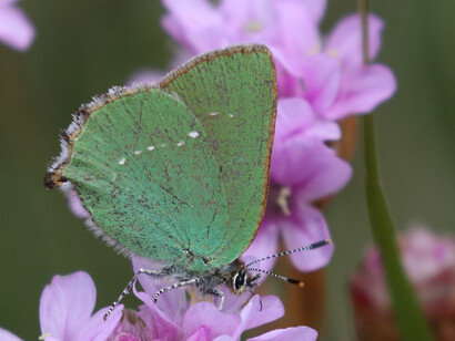 Green Hairstreak, Keyhaven Marshes, ph. Gehan de Silva Wijeyeratne