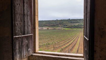 Sono tante in Sicilia le cantine che producono vini d’eccellenza 