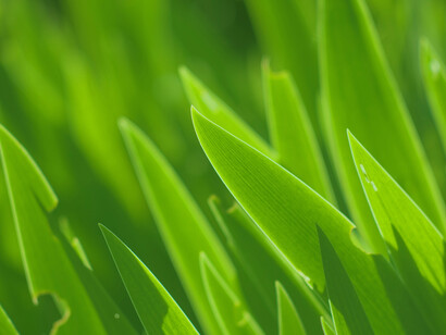 If nature is to be able to continue being Mother Healer, we need to stop destroying her eco-system and to nurture her as she nurtures us