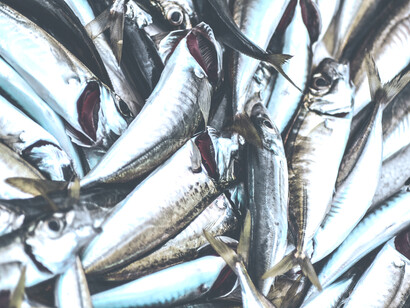 Pescados pequeños. Un consumidor informado sería fundamental para evitar que la tormenta perfecta provoque el colapso de la humanidad