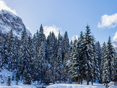 Boschi innevati delle Dolomiti