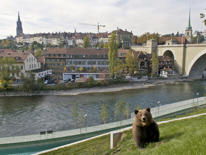L'orso di Berna