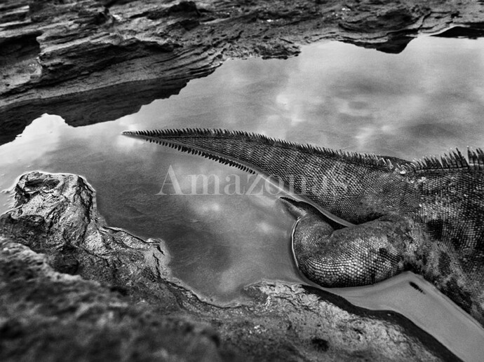 Sebastião Salgado, Marine Iguana, Galápagos, Ecuador, 2004, gelatin silver print, 50 x 68 inches/127 x 173 cm ©
Sebastião Salgado/Amazonas Images