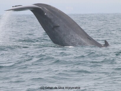 Watching Blue Whales in Mirissa © Gehan de Silva Wijeyeratne