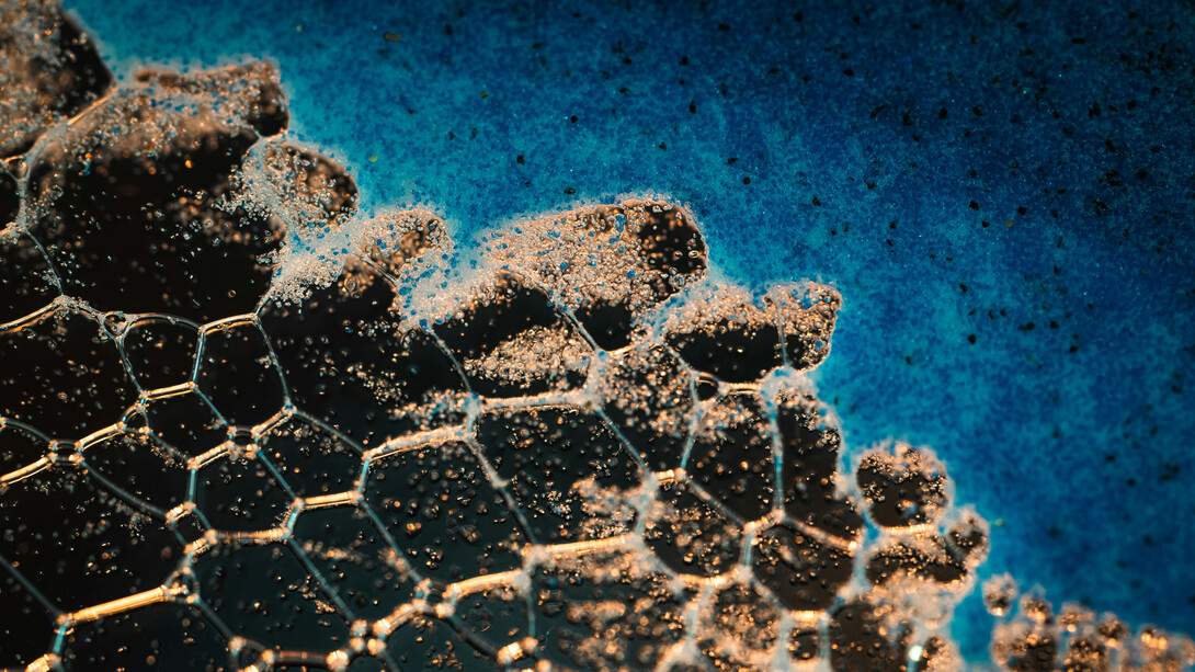 Microscopic view of a bacteria group