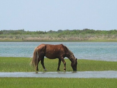 A wild horse grazes freely on Shackleford Banks, where nature has remained untouched for generations