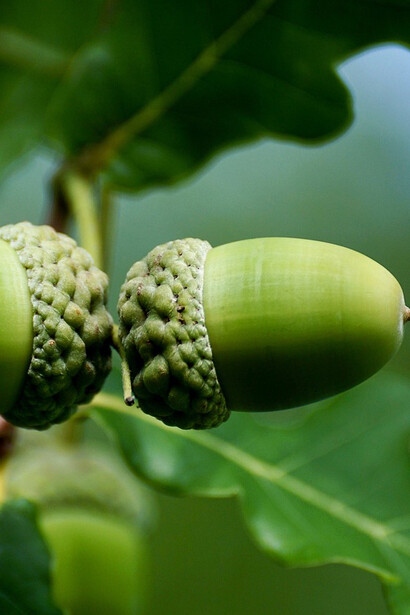 Bellotas que evocan caricias