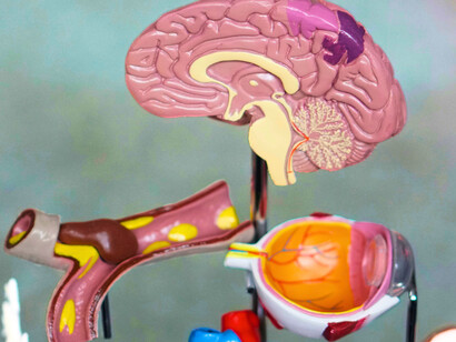 The brain is powerful, but it’s not built to understand everything perfectly
