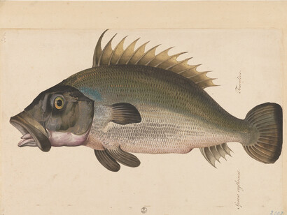 Jacopo Ligozzi, Tavole Naturalistiche – I Pesci - Cernia? (Epinephelus guazza), 1577-1587 ca, pietra nera naturale, pigmenti policromi di natura organica e inorganica, su carta con imprimitura a bianco di piombo, Firenze, Gabinetto Disegni e Stampe degli Uffizi 