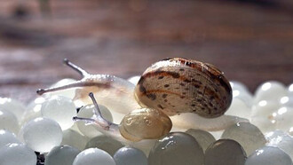 Snail Caviar