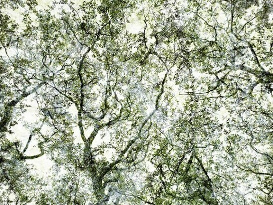 Santeri Tuori, Forest No.3, 2010 - 11, Pigment print, Edition of 6, 110 x 165.5 or 70 x 105.5 cm