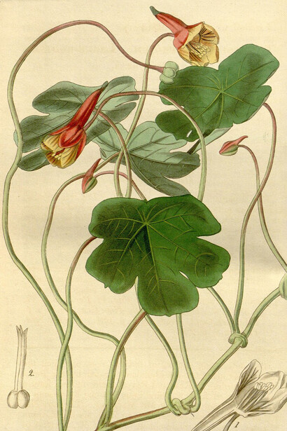 Ilustración de la flor de mashua en la Revista botánica de Curtis, 1840