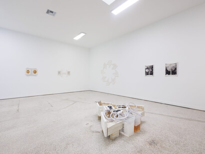 Alberto Checa, ConchaFlush, exhibition view. Courtesy of Emerson Dorsch Gallery