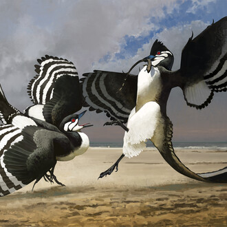 Ville Sinkonnen, Illustration showing what
Archaeopteryx would have
looked like in life. In this
image, two Archaeopteryx are
fighting over a small lizard. Courtesy of Field Museum