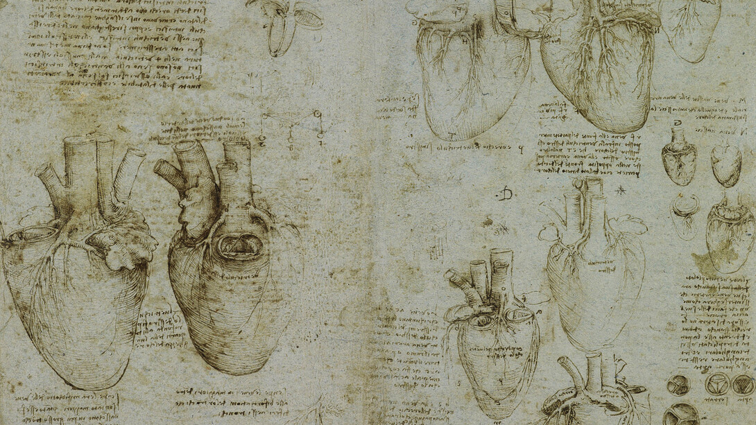 Leonardo da Vinci, The heart and coronary vessels drawing