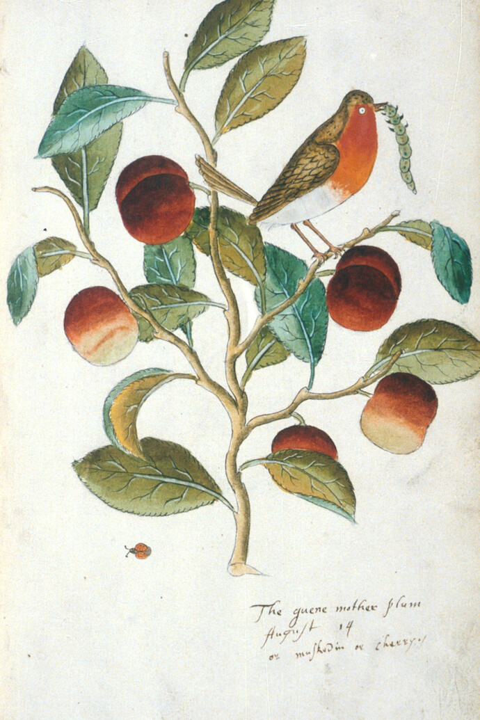 Tradescant’s Orchard. Courtesy of Garden Museum