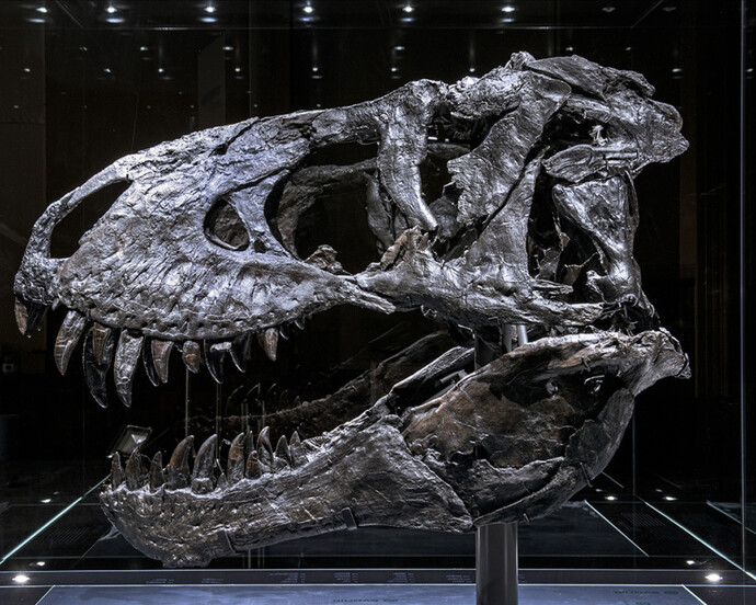 Tristan. Berlin bares teeth. Courtesy of Museum für Naturkunde