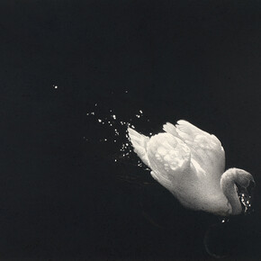 Sarah Gillespie, Swan at Stackpole (Upon a Darkening Flood), 2014, Watercolour and Charcoal on 638gsm Saunders Waterford Paper, 40 x 60 inches (101.6 x 152.5 cm)