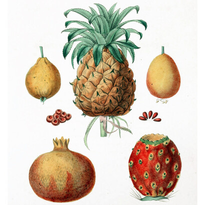 Edouard Maubert. ilustração de goiaba, maracujá, abacaxi, romã, espinhoso, pera.
