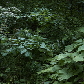 Gioberto Noro, Exhibition view. Courtesy of Alberto Peola