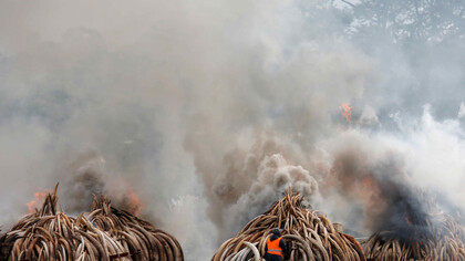 I danni per l'ecosistema conseguenti al bracconaggio degli elefanti