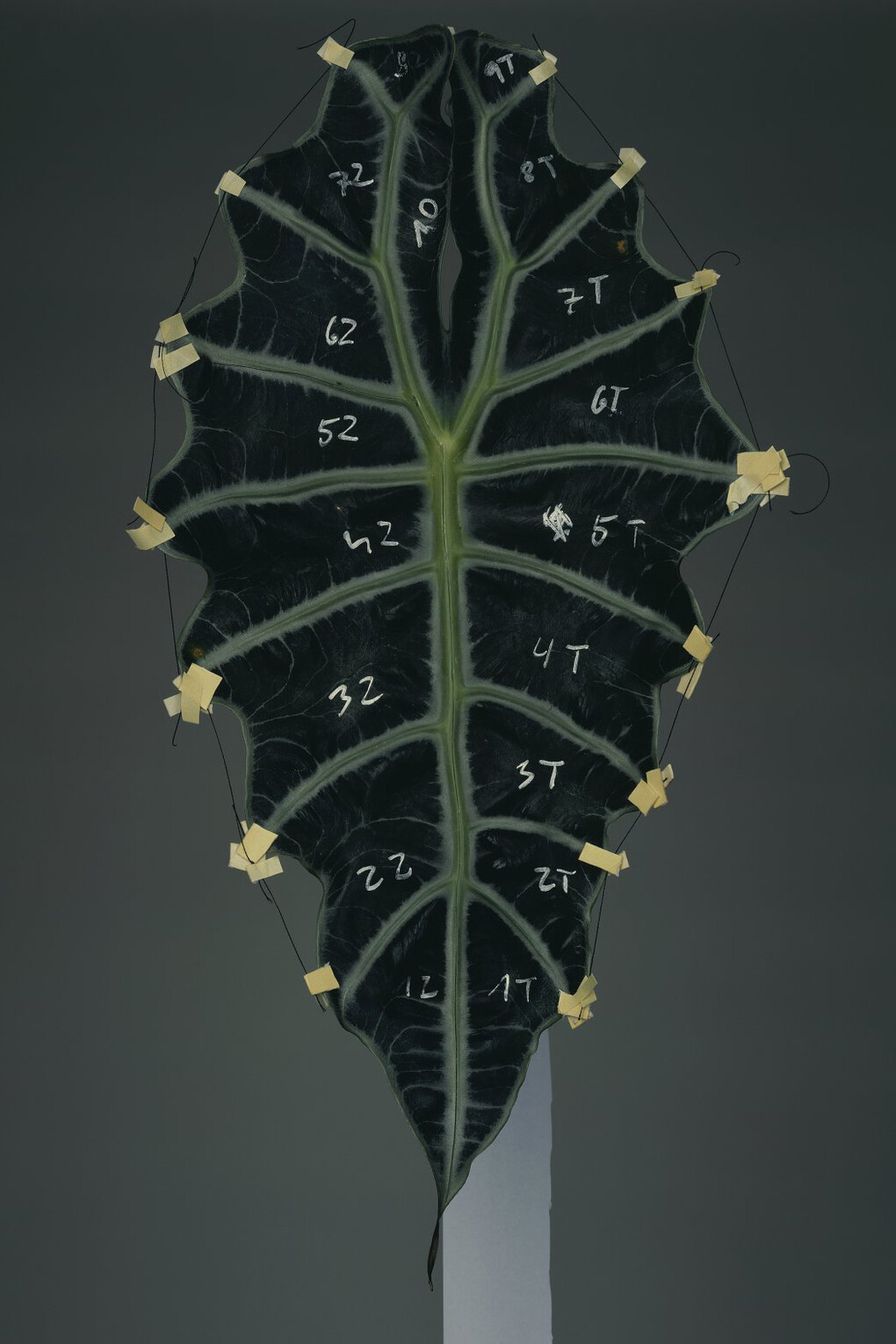 Disassembly 23, 2012 © Bownik / courtesy The Ravestijn Gallery