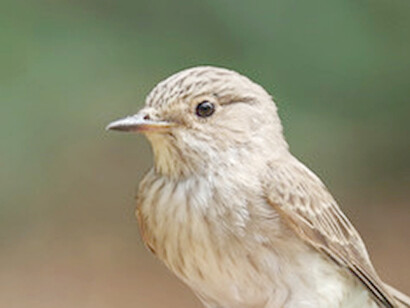 Spotted Flycatcher in Maria Luisa Park © Gehan de Silva Wijeyeratne