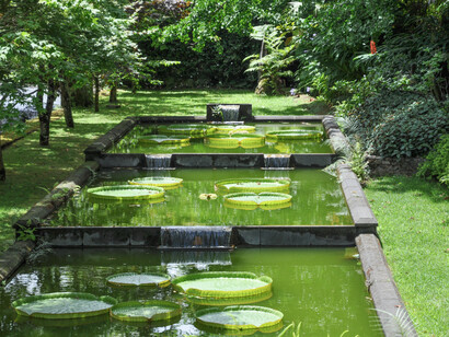 A sinistra: nei laghetti del Terra Nostra galleggiano ninfee tropicali e le enormi foglie tonde di Victoria amazonica, una specie galleggiante di origine brasiliana capace di sostenere il peso di un bambino. Foto di Enzo Valenti