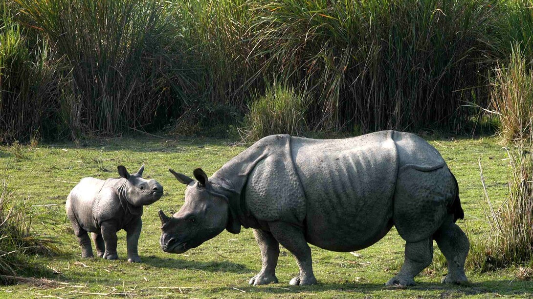 Adult Rhino with its cub grazing in Kaziranga National Park