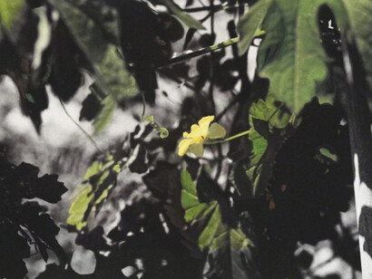 Happily Ever After II. Courtesy of Blindspot Gallery