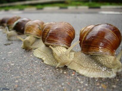 A group of snails