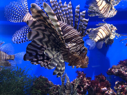 We risk dissolving the shells of plankton, the base of the ocean food chain and responsible for much of global oxygen production