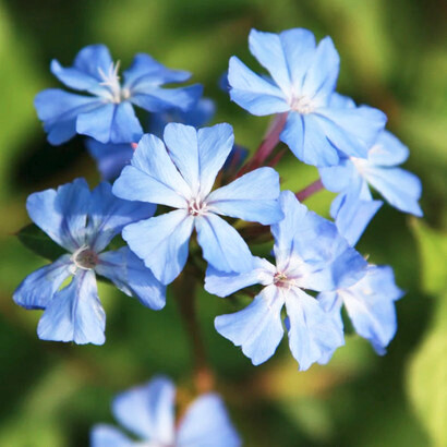 Ceratostigma plumbaginoides